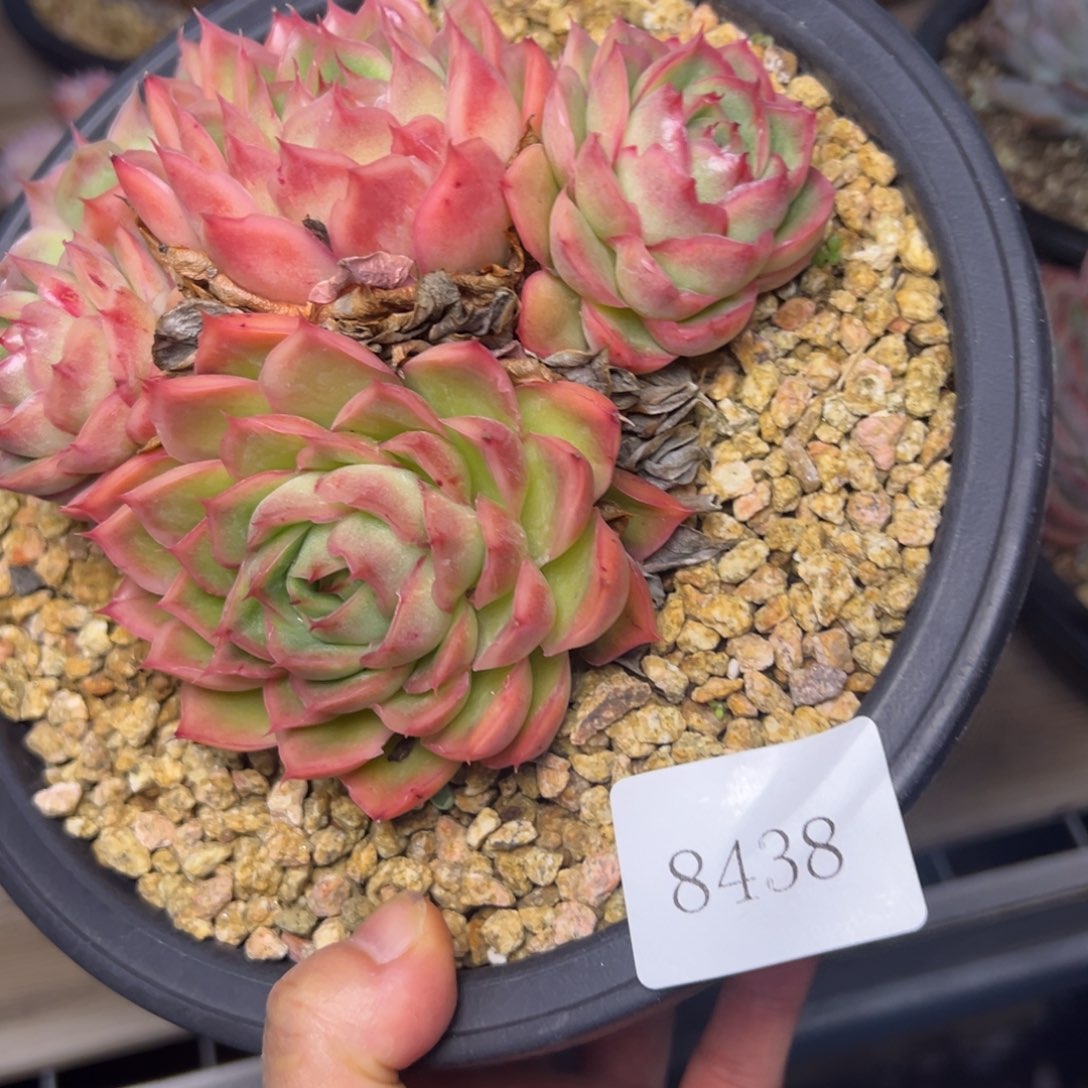 平**士8438肉多校长哟肉