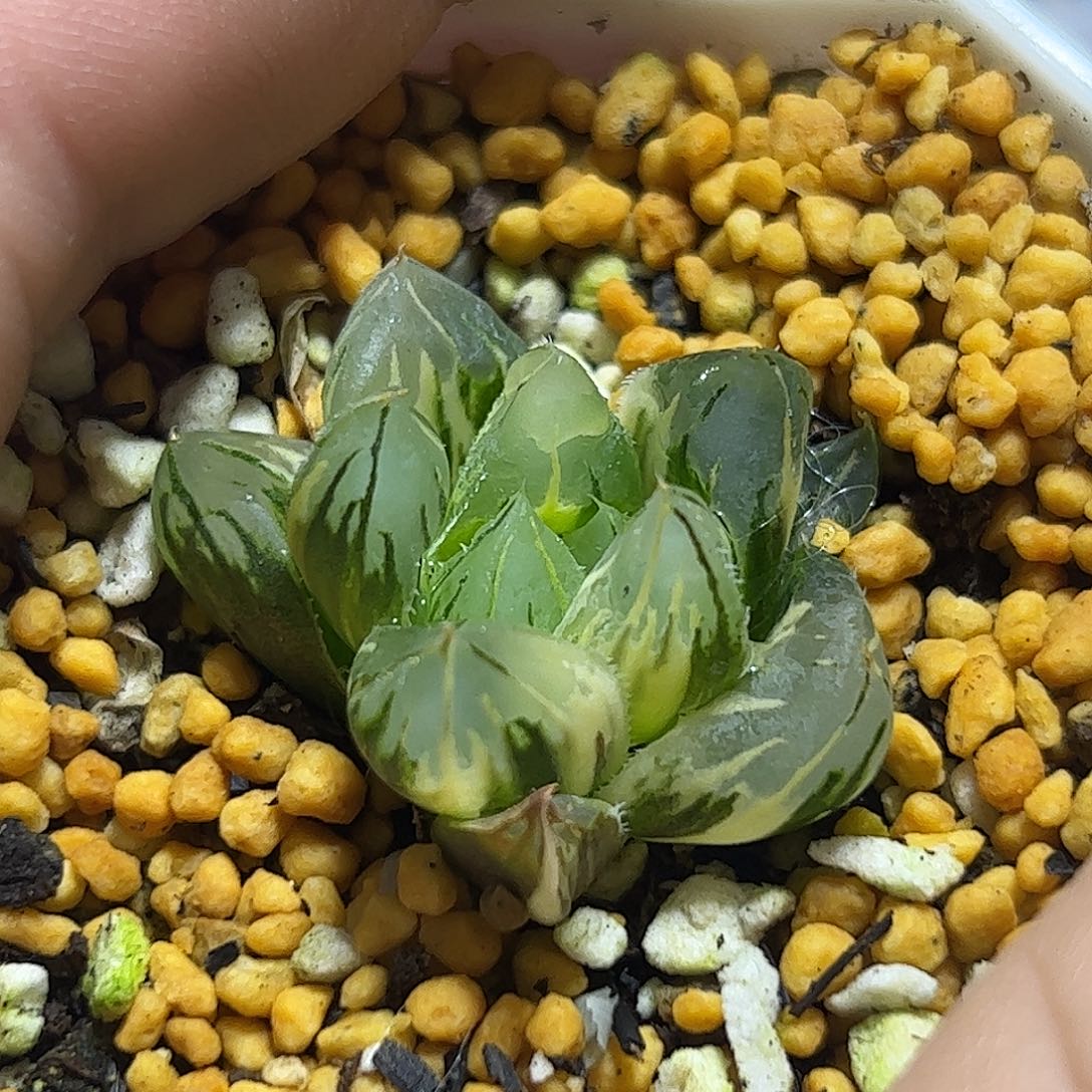 ?**?➕糊斑翠玉扇锦十二卷多肉植物