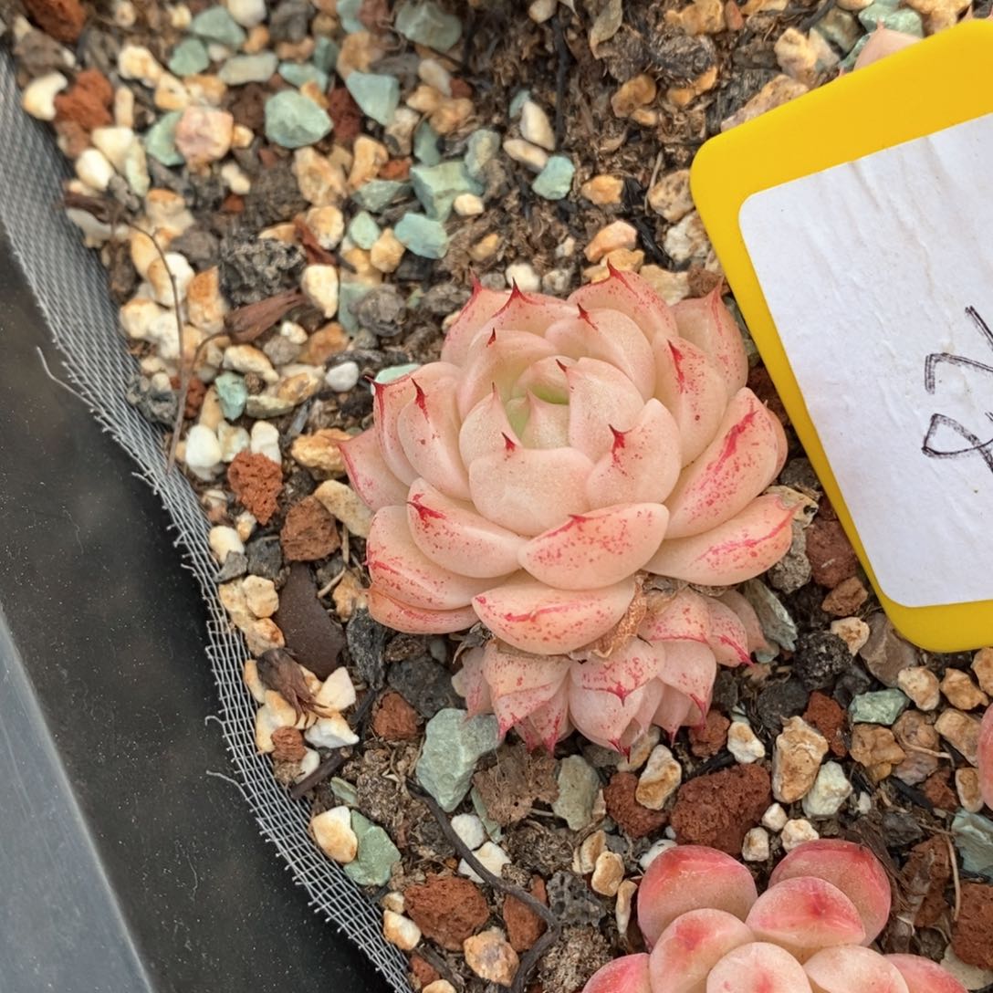 精品多肉一物一拍不包整82