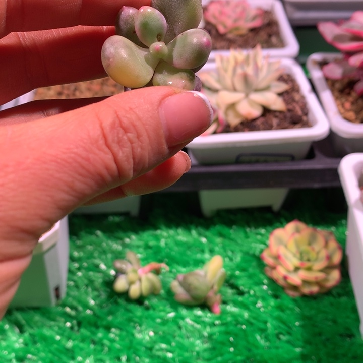 专拍，蛋黄奶酪，锦哥