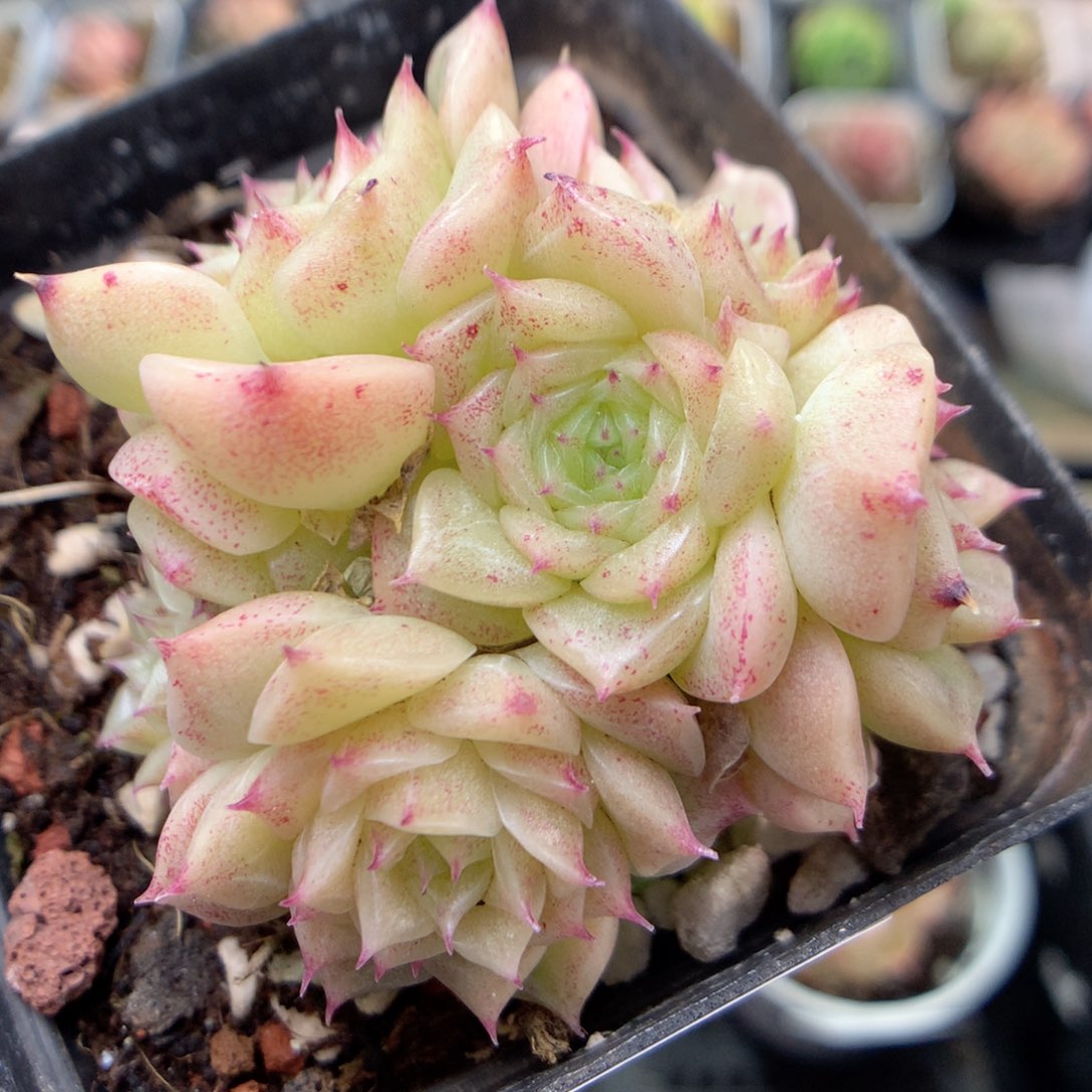 B4 ，柿子多肉20包邮两天凑单