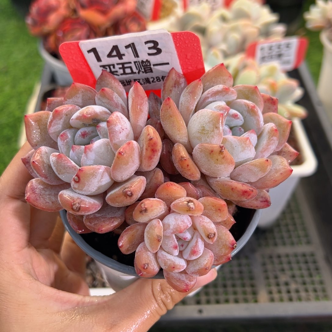 表妹精品多肉1413.