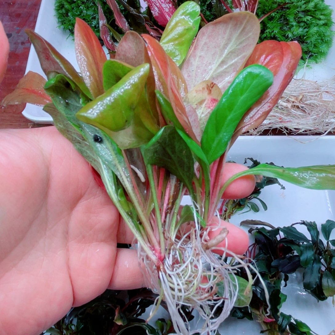 5***n美小呆哇塞套餐一份