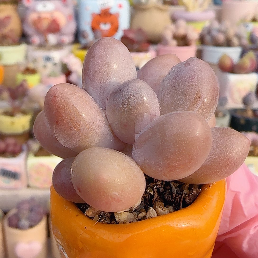 小汤圆奶 盆口3cm