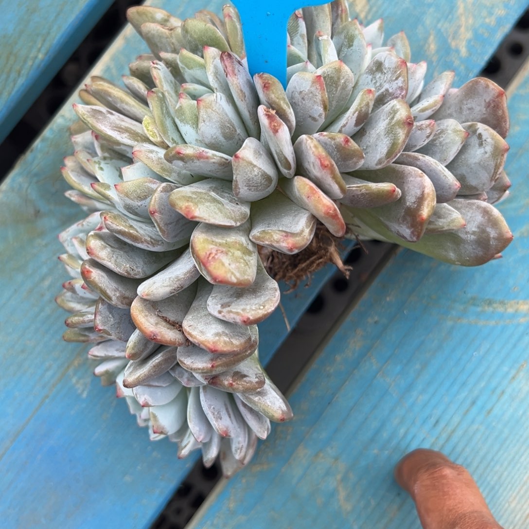 厚***本1号橙子朵朵缀多肉植物25