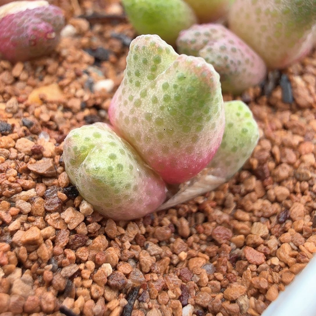 3.20.28/草莓斑马宝宝三头