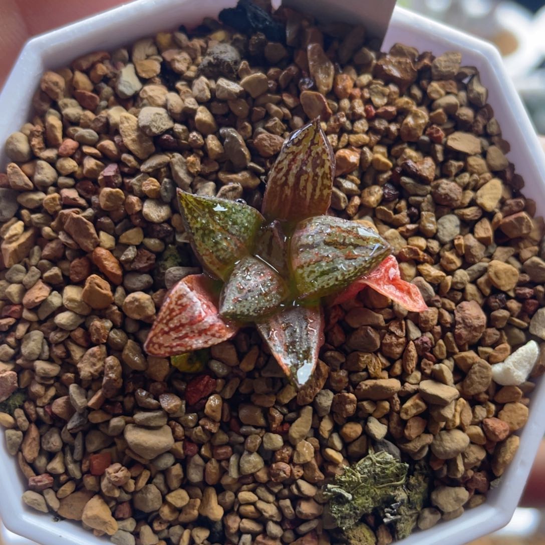 8.十二卷多肉银叶之前寿锦。    