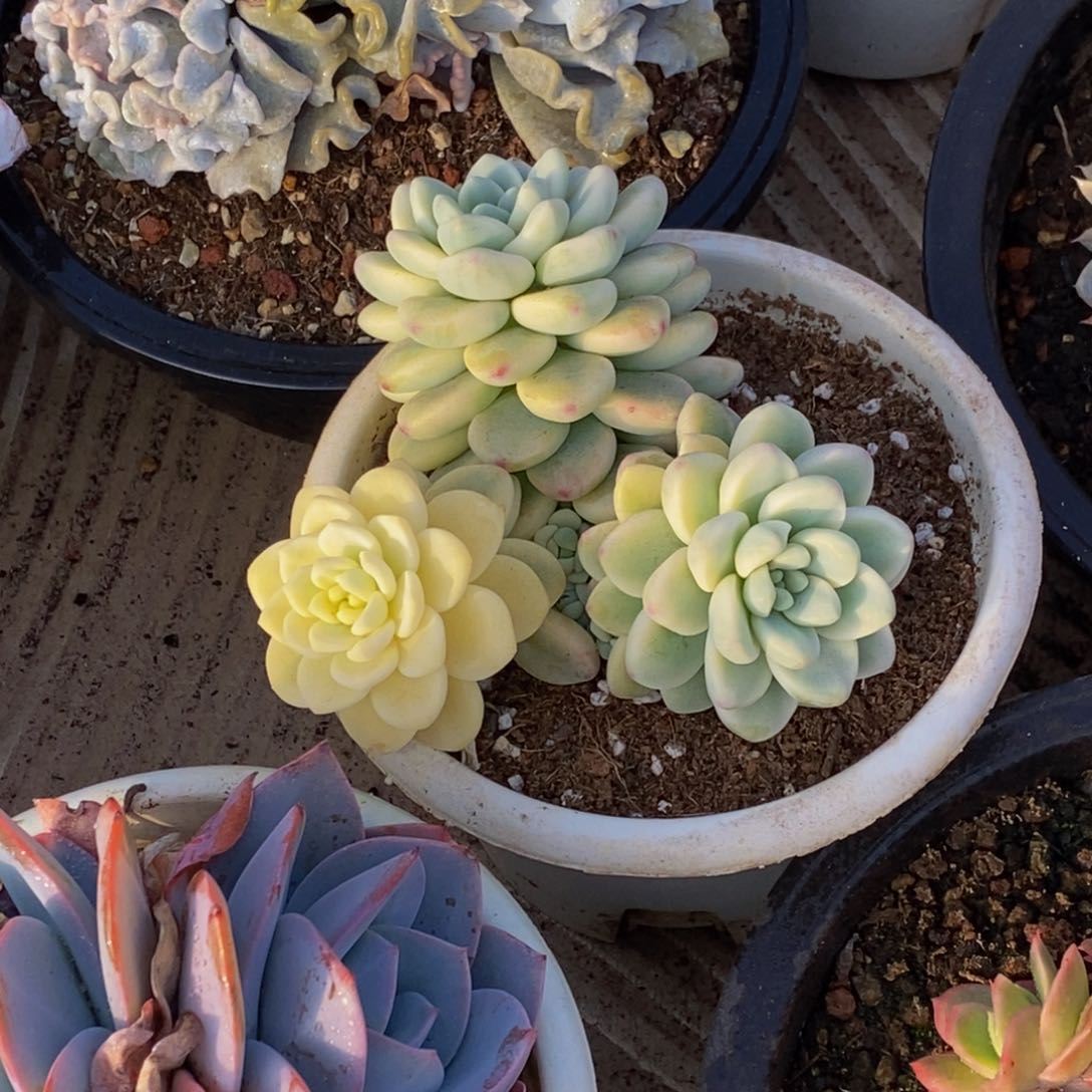 痞*板48包邮一物一拍多肉植物