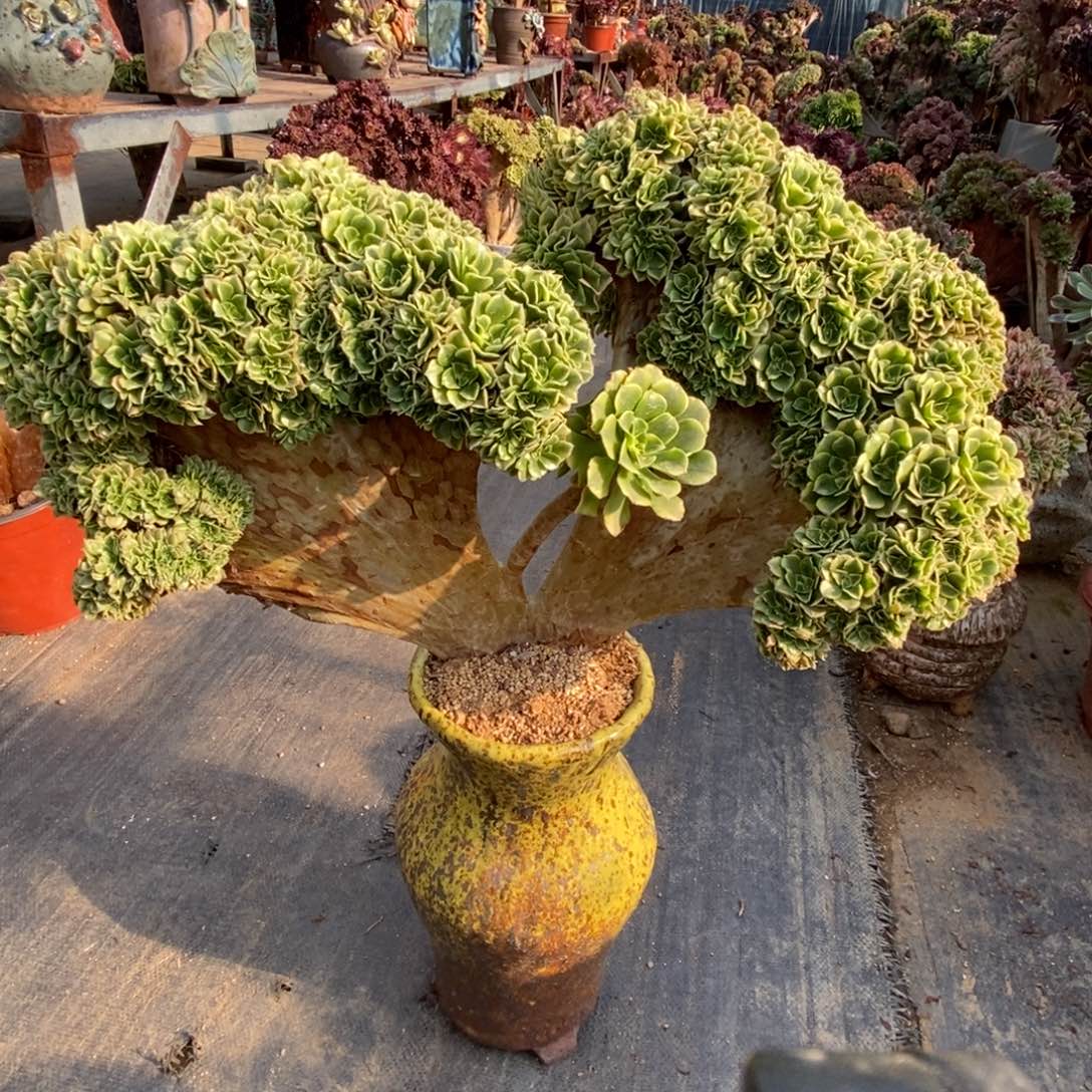 无花朵绿豆沙朵朵