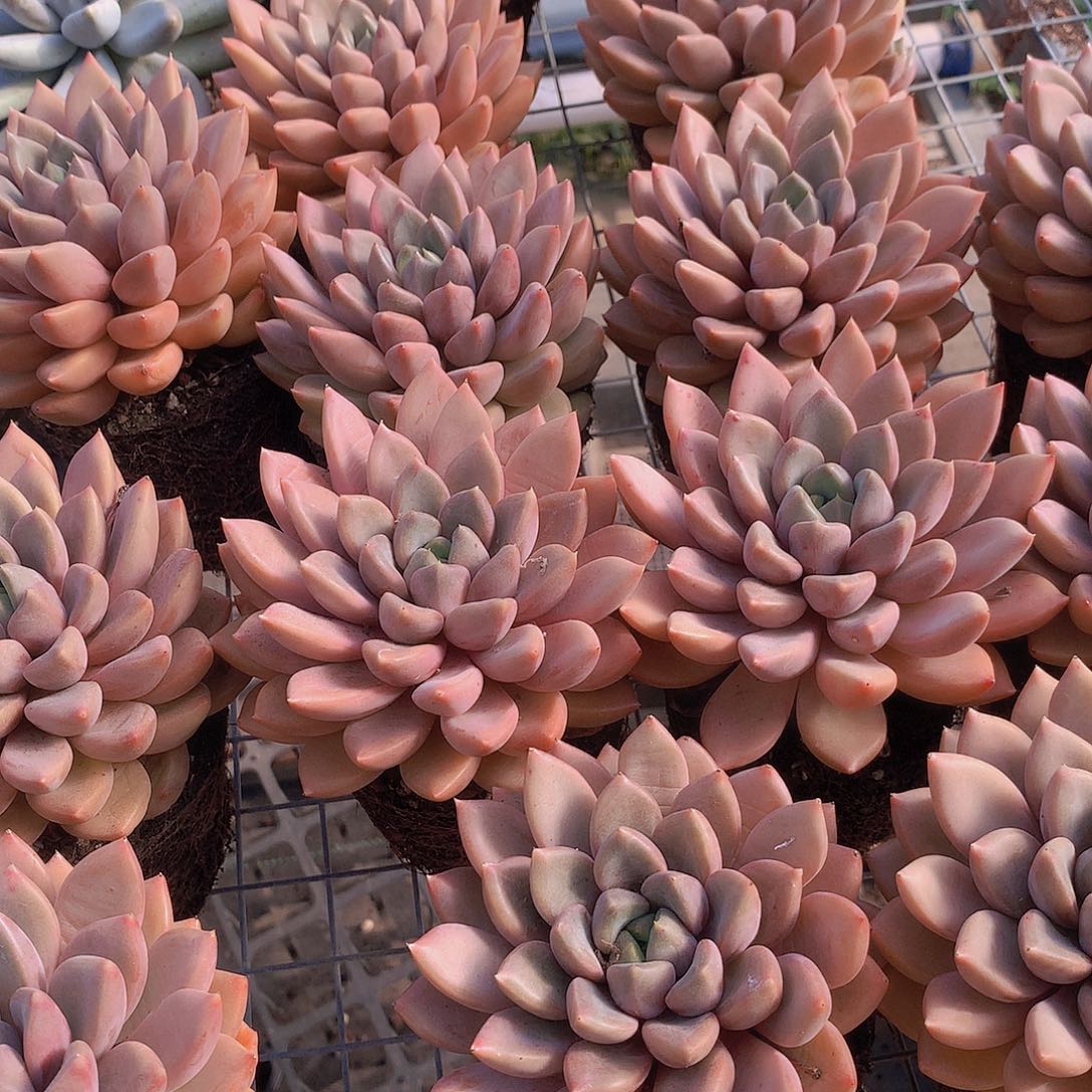 大单头红象牙345779990000