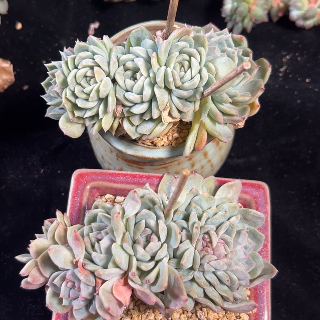 新年快乐 新年快乐