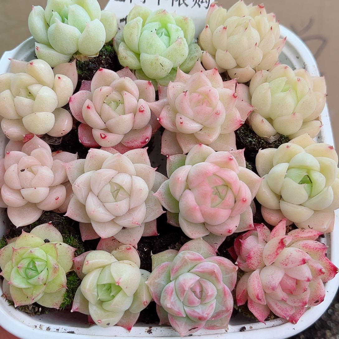 1-591 新疆西藏内蒙不发12.8包邮2-3公分多肉