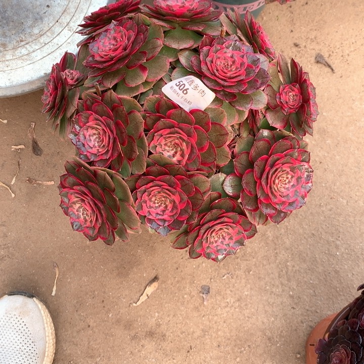 安*506粉花妖多肉植物