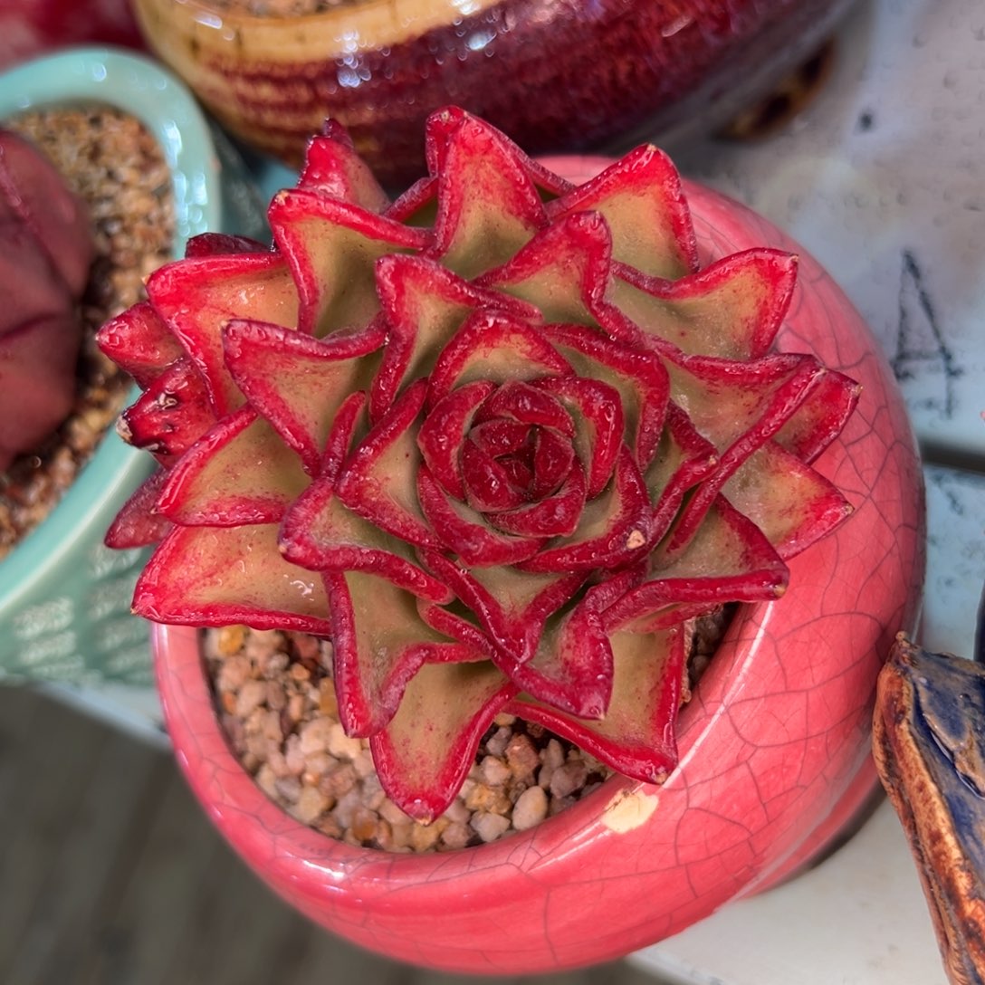 多肉一物一拍0215-绿钻宝石