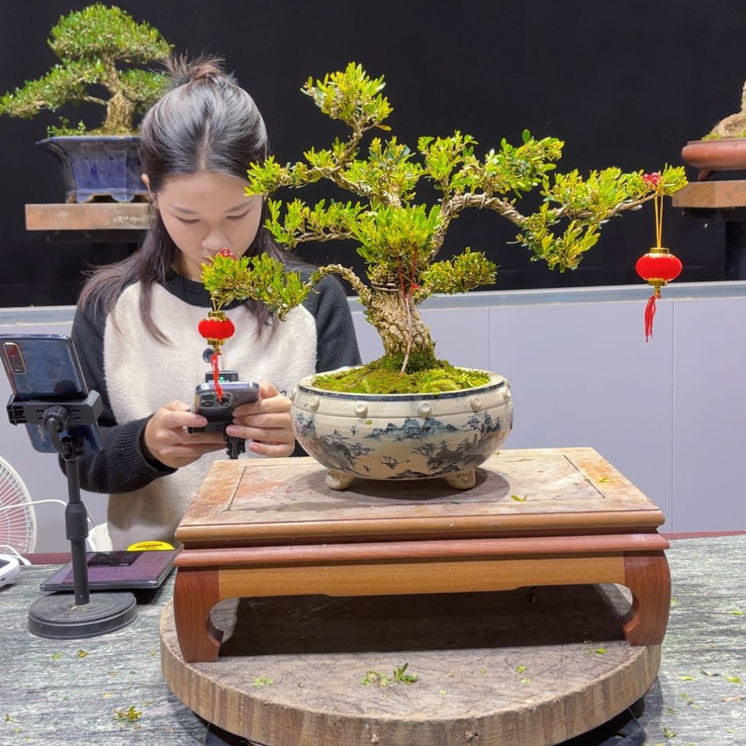 四季常青翠绿黄杨盆景