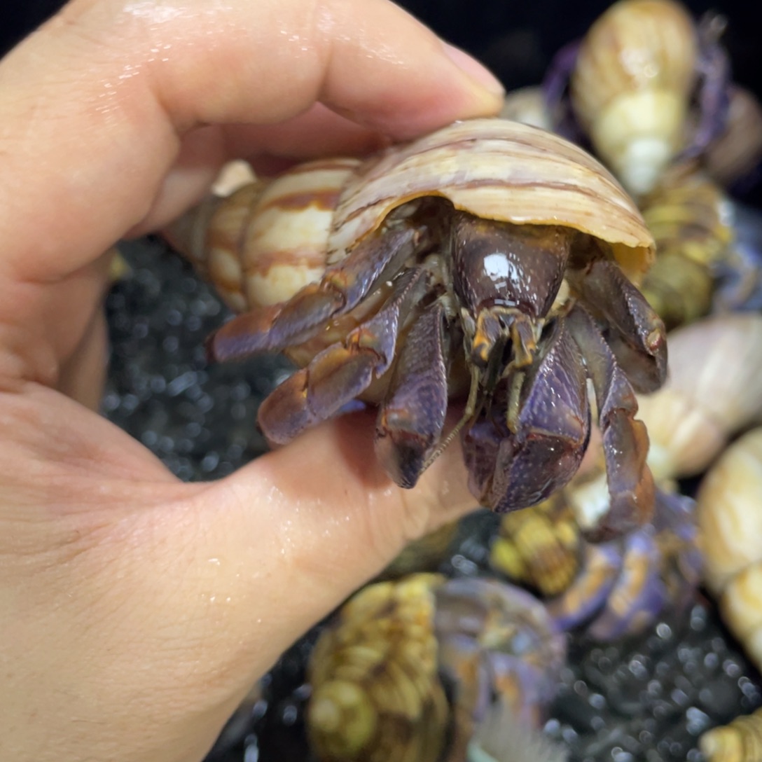 寄居蟹，寄居蟹，寄居蟹