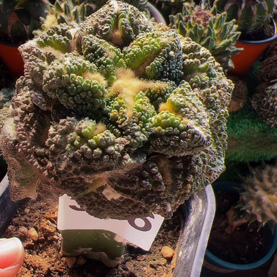 无花朵龟甲带两个侧芽306