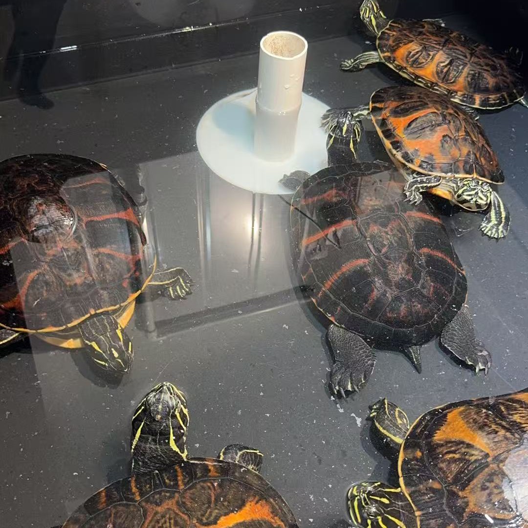 火焰龟黄耳龟直播下单链接 私拍不发货