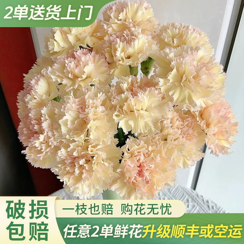 【大聪明卖花】可可西里单头康乃馨鲜花任意2单鲜花升级顺丰或空运