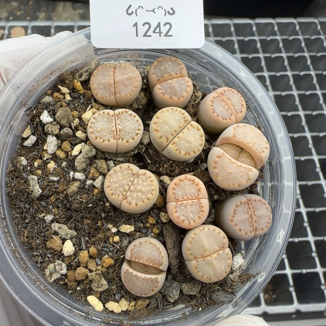 S***h1242。默认脱土。18包邮。偏远88包邮