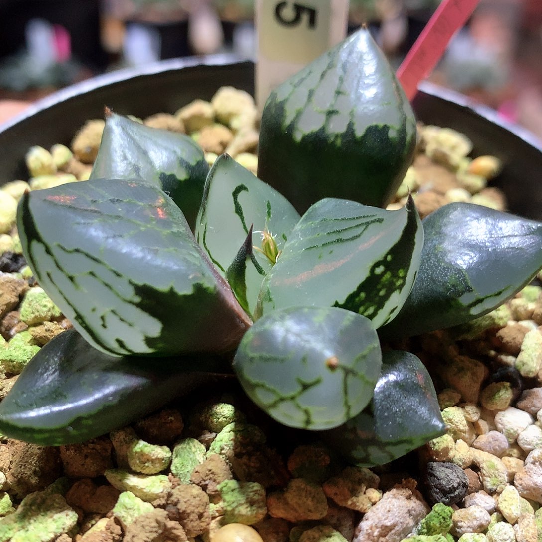 实生裹克 尺寸6.2cm