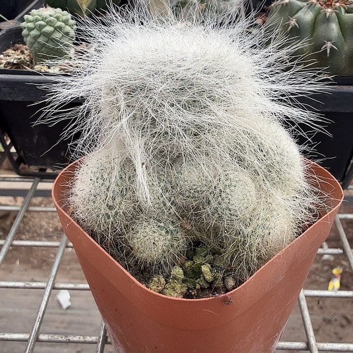 雪原玉翁群6仙人球