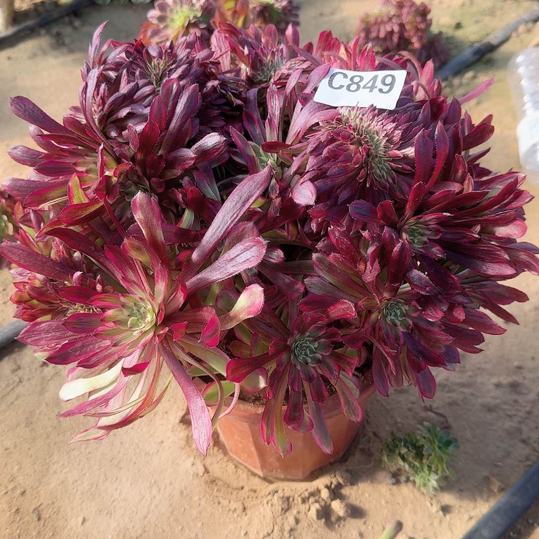 849红腹轮一颗呀呀