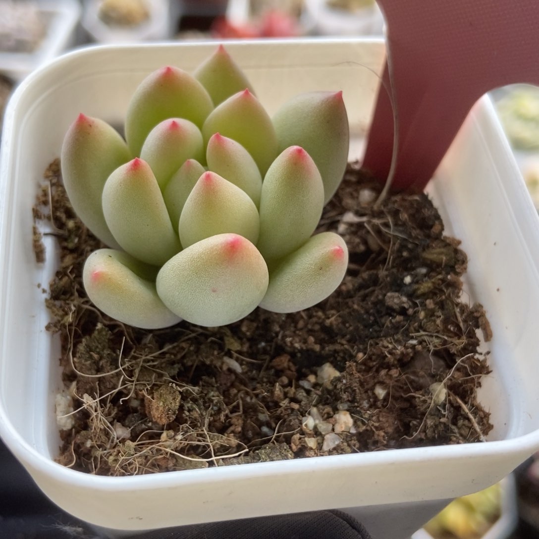 7021岩字多肉植物保护