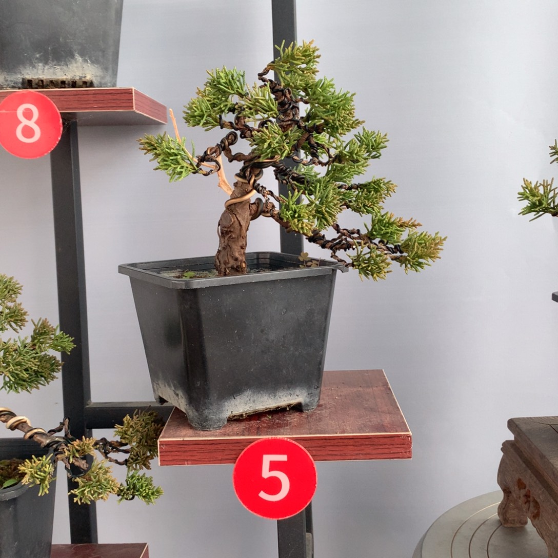 无花朵原生济州真柏盆景