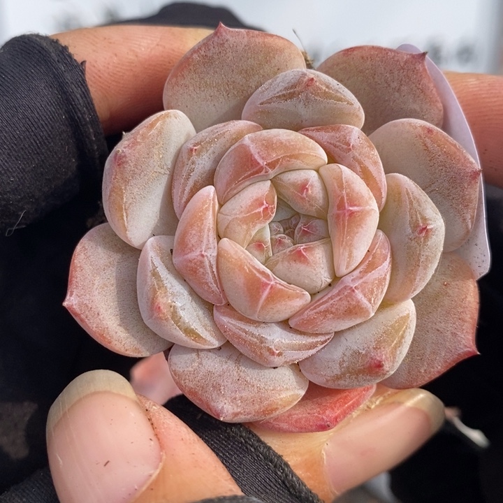 1227-551。粉魄多肉