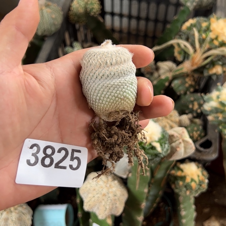 老***调小人帽仙人球3825号