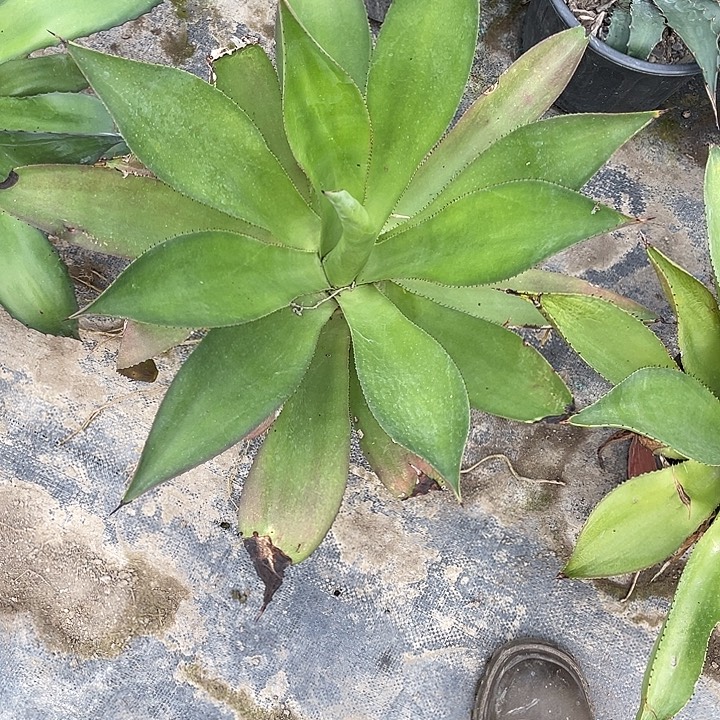 无花朵绿何变种1356789