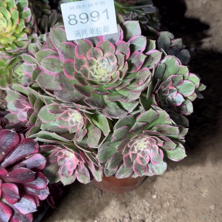 8991粉花妖多肉植物