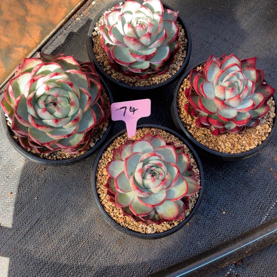 多肉惊鸿仙子 四个 74号