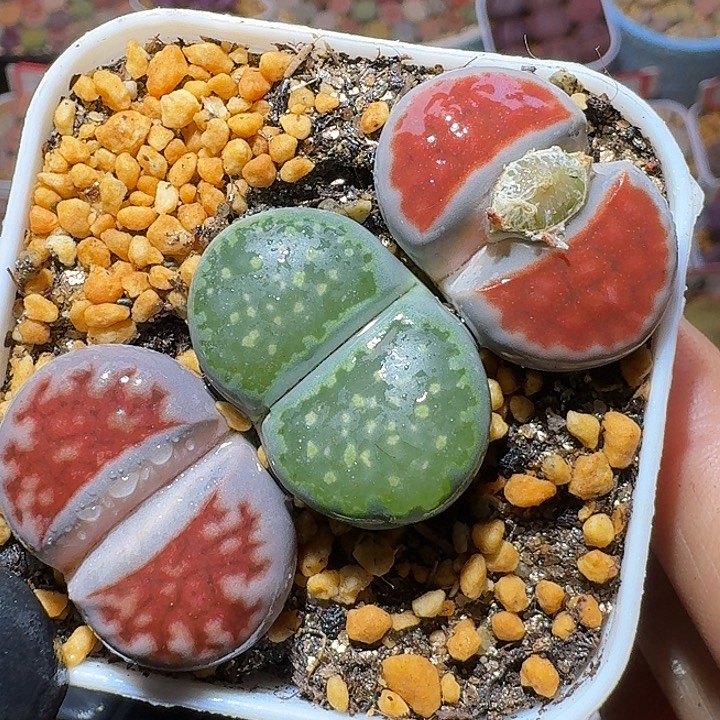 生石花111111。   312