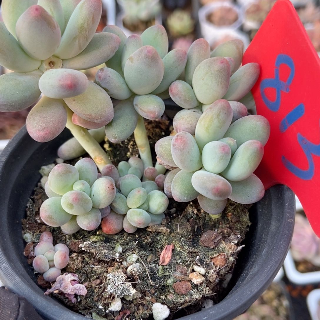 813苹果奶多肉植物保护