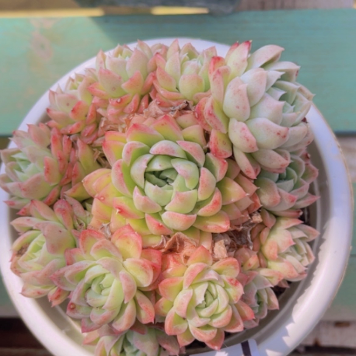 【闪购商品】玲珑珍妮2020