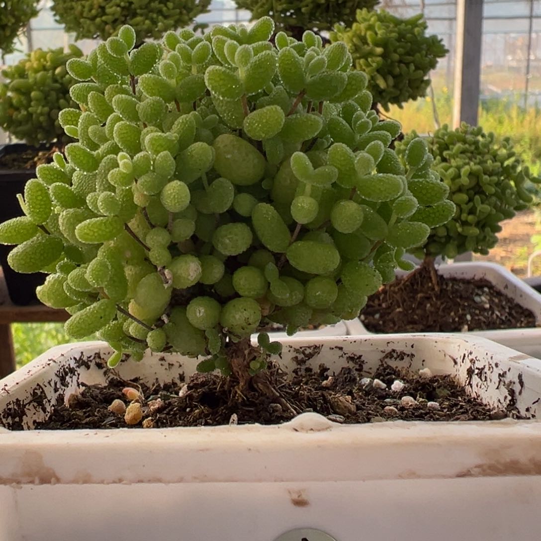 61号金桔糖球枝干番杏