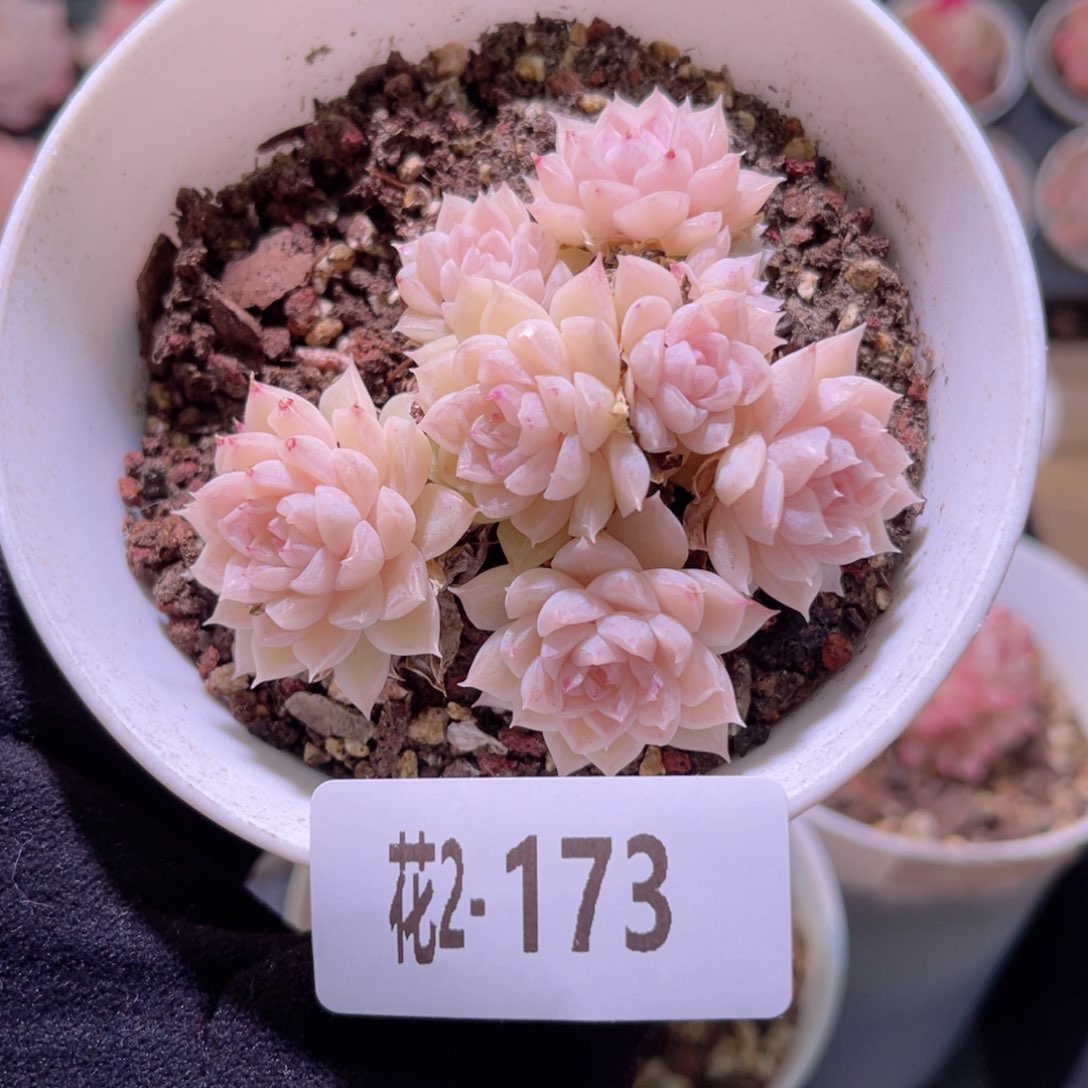 红陶花利美2-173麦秆群