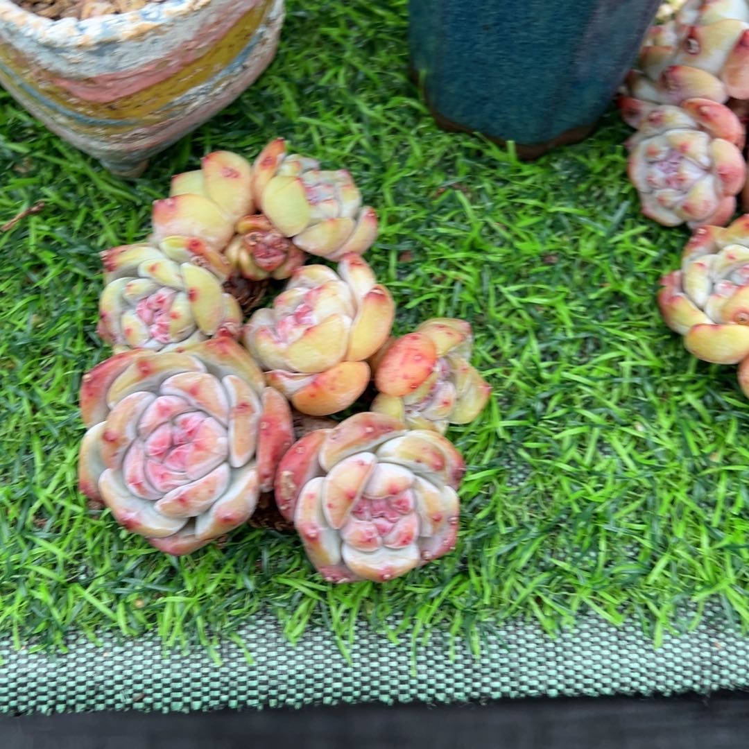 啊石榴籽星影小树福利三颗