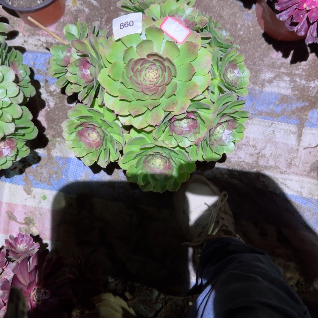 万圣节法师多肉860