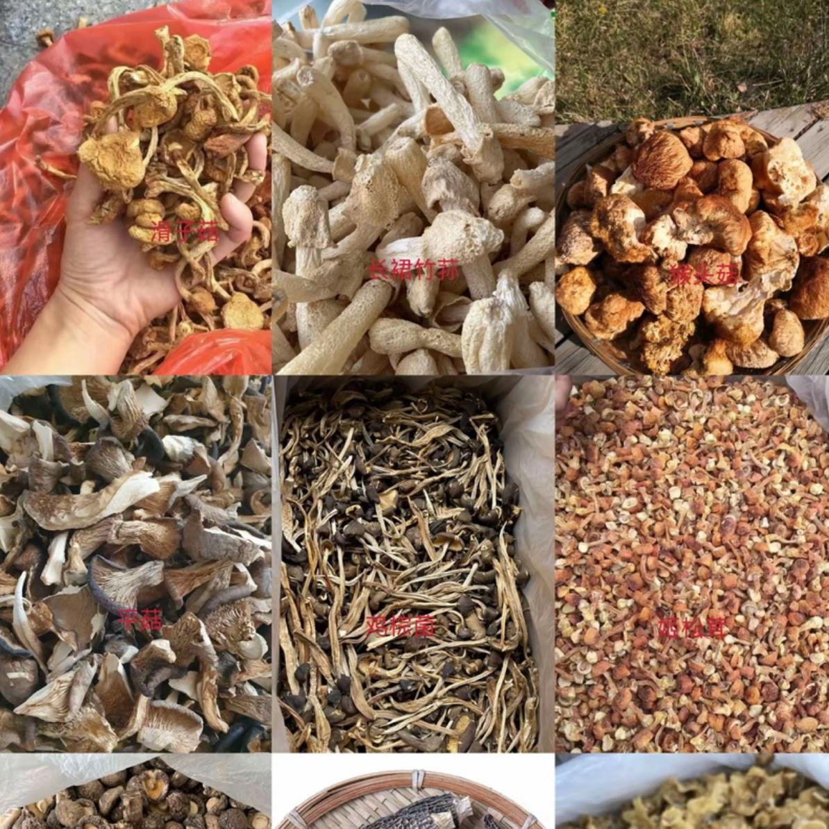 【滇缅越山货】 代拍“jj 高 ”代拍链接———非香菇