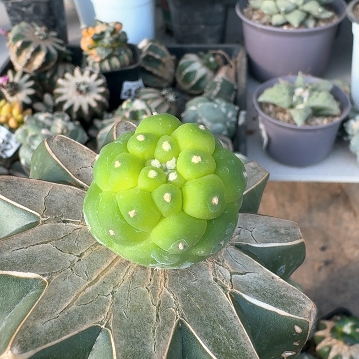 945精选凸尤佛头仙