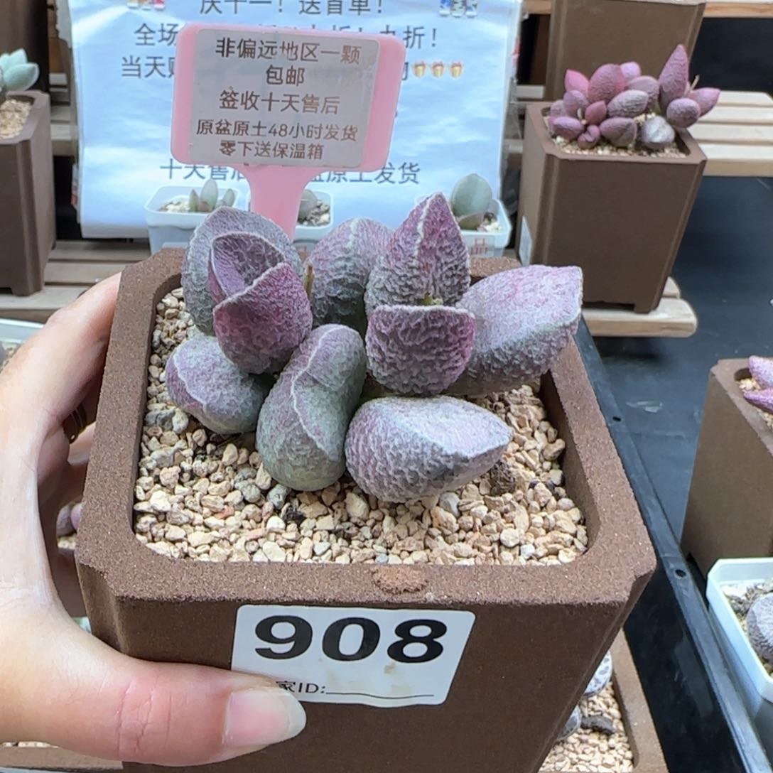 908哈莫猪肝多肉植物