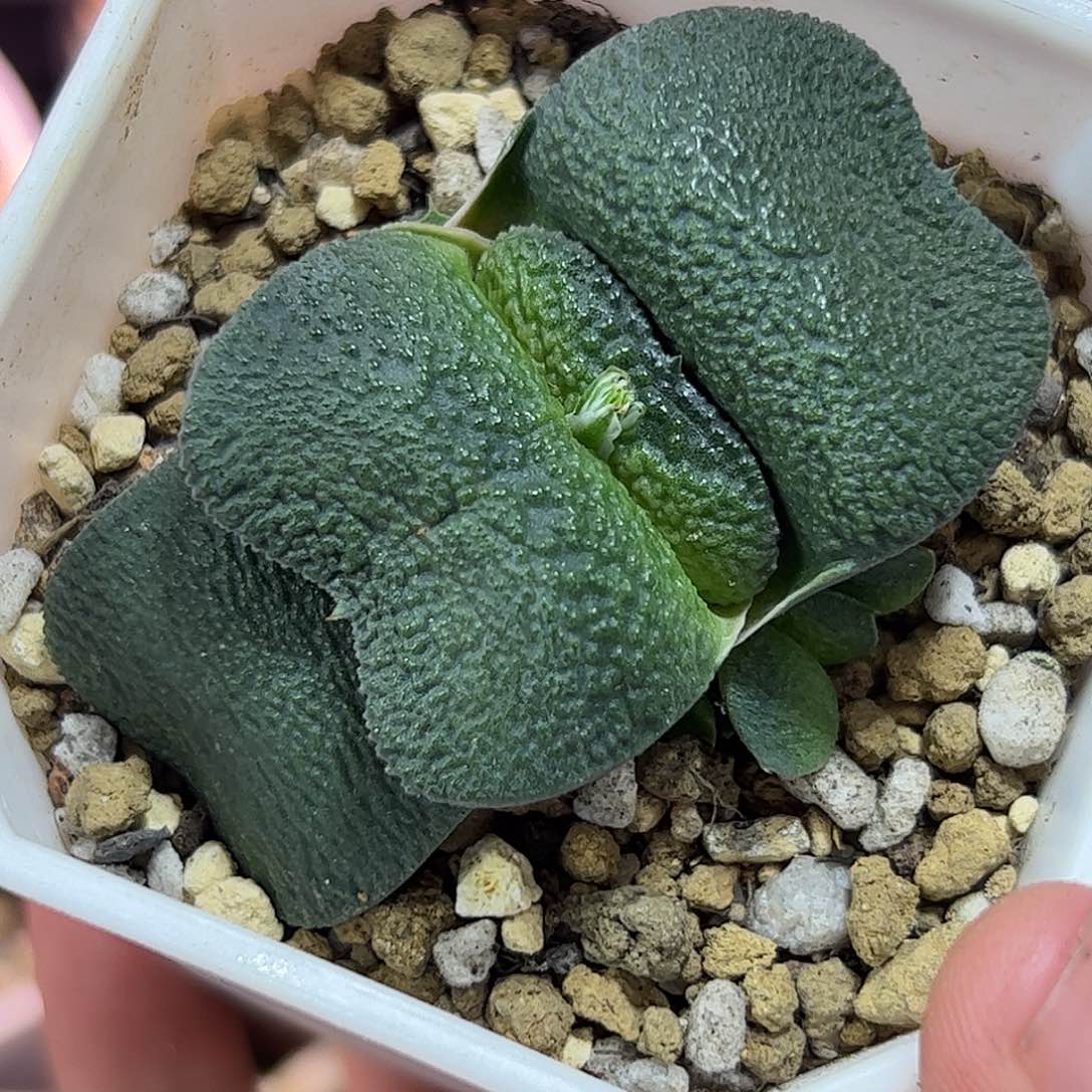 蝴蝶卧牛十二卷多肉植物