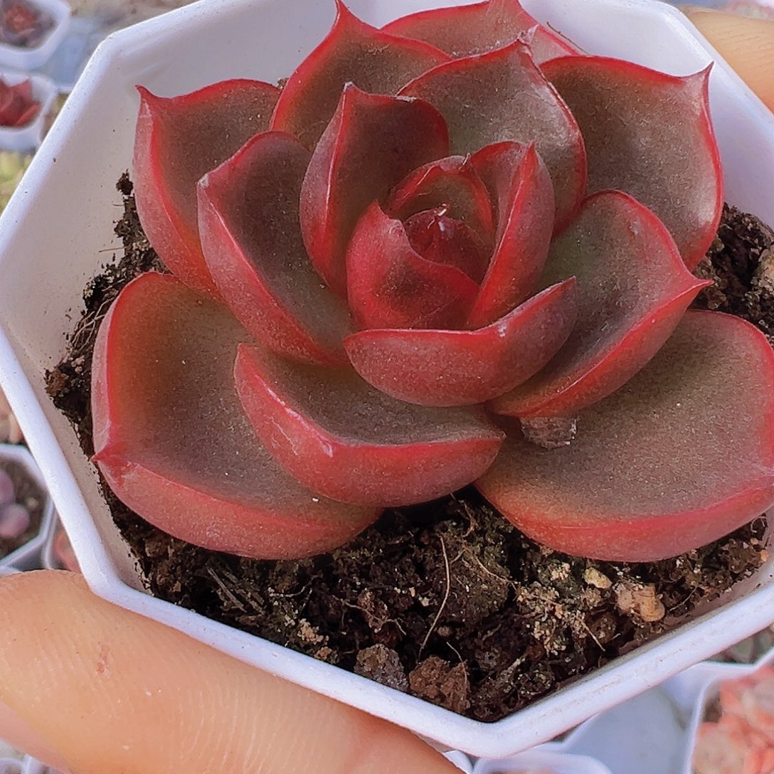 单头八角盆红灯19包邮