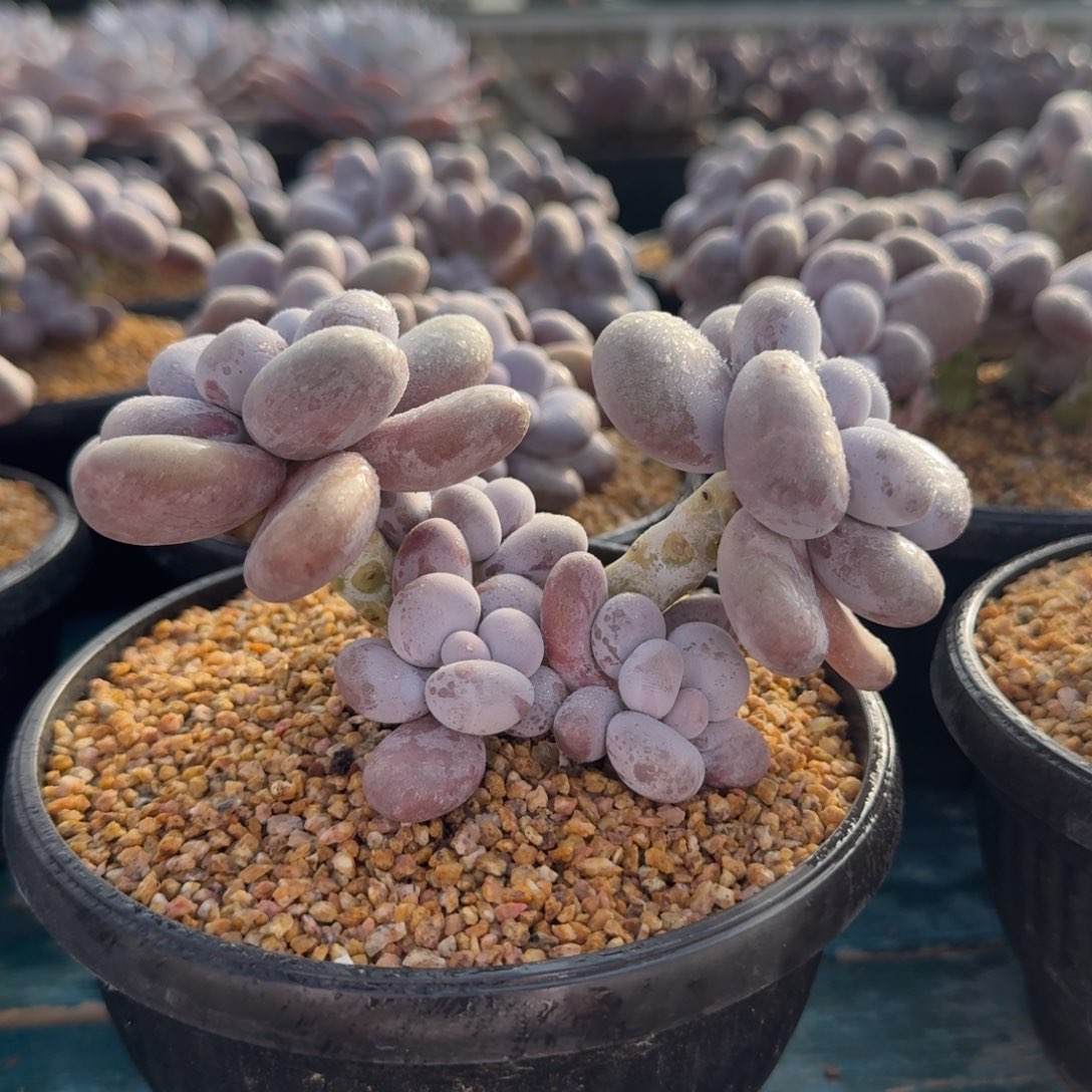 从前慢花园多肉编号-原始奶