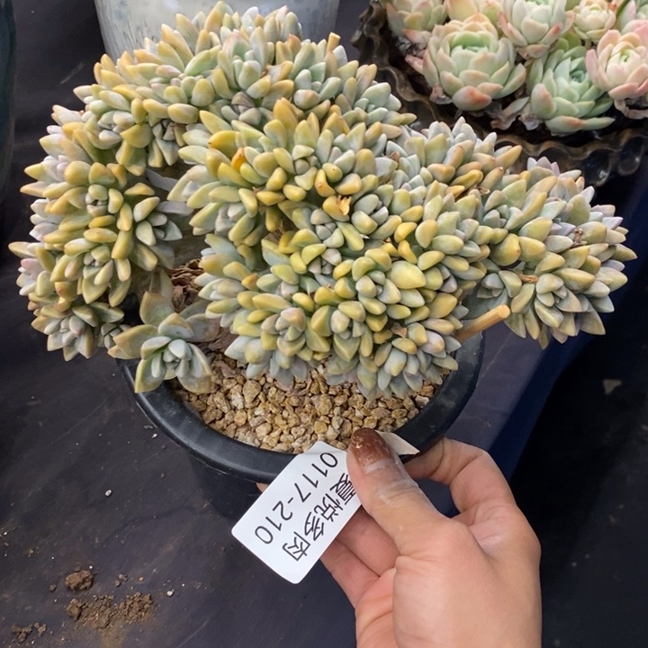 夏悦多肉0117-210淡雪缀