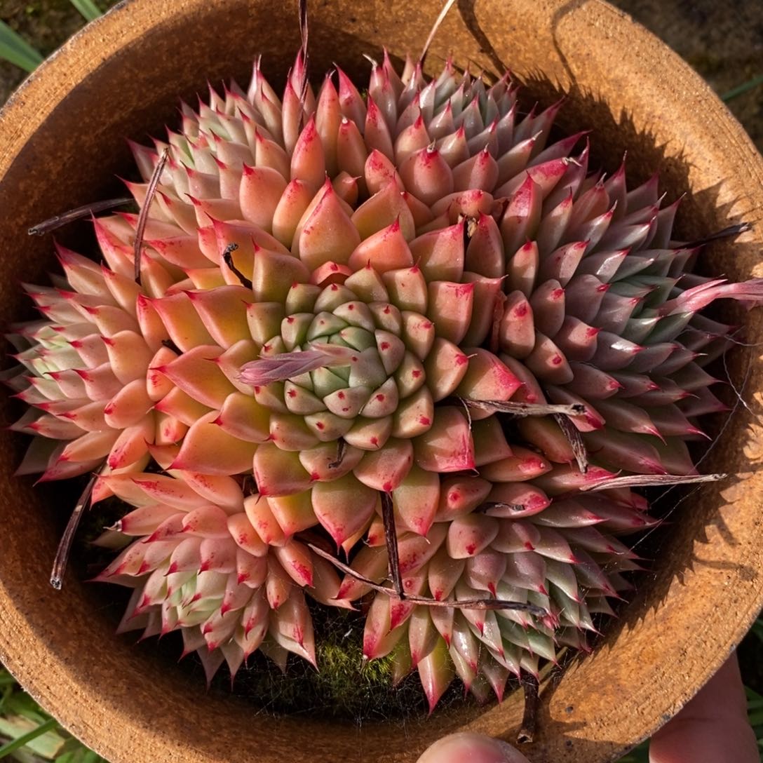 自助下单一物一拍，下滑更多品种可选择