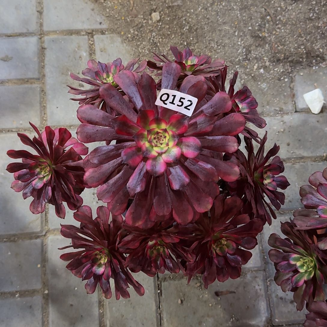 152美肌44冠服30左右